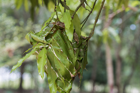 Nest of red ant by mango's leaf on nature.の写真素材