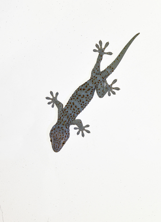 Tokay gecko on gray wall , Many orange color dots spread on blue skin of Gekko gecko , Reptiles in the homes of the tropicsの写真素材
