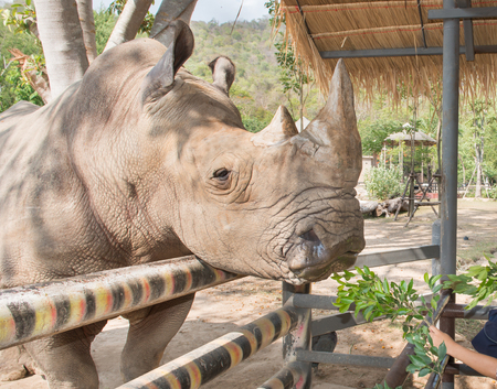 Black Rhino with large horn cloe-up portrait.の写真素材