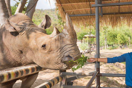 Black Rhino with large horn eat grass from hand.の写真素材