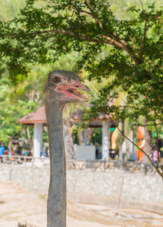 Head of ostrich, portrait.Ostrich or Common ostrich on naturの写真素材