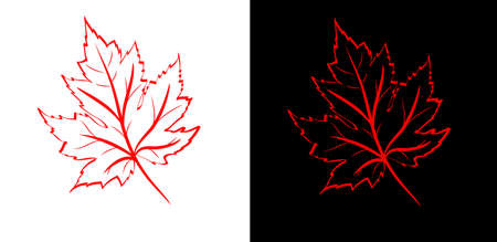 Red sheet of a maple on a white and black backgroundのイラスト素材