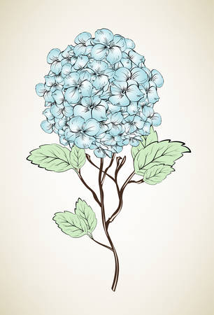 Hydrangea watercolor illustration. Blue summer flowerのイラスト素材