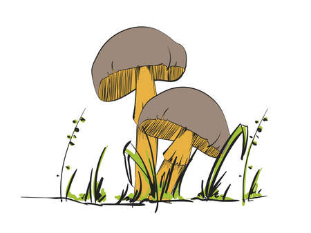 Forest mushrooms - hand drawn vector colorful sketch.のイラスト素材