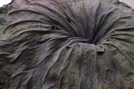 brown lotusの写真素材