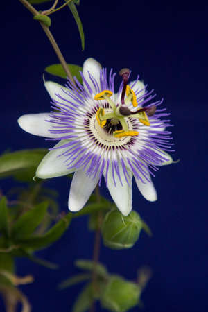 Single passion flowerの写真素材