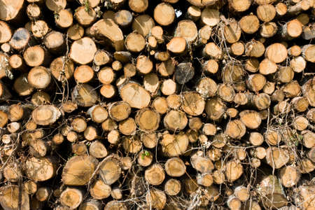 A woodpile of stacked cut timber