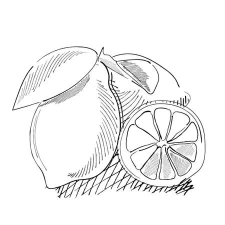Vector illustration of lemon in graphic style isolated on white background. Sketch ink vintage lemon illustration, draft silhouette drawing. Food graphic etching design.のイラスト素材
