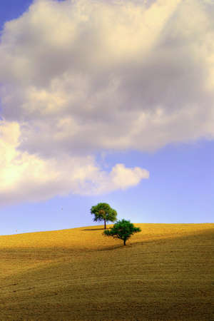 two trees at Tuscanyの素材