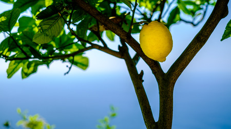 Lemon on a tree. Mediterranean sea and sky in background. Amalfi coast symbol, Italyの写真素材