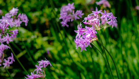 Purple wildflower closeup