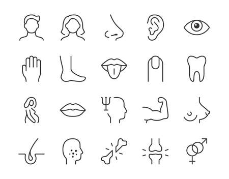 Human body parts line icon. Minimal vector illustration with simple thin outline icons as arm, mouth, hand, human, leg, acne, nose, pregnant, eye, and other anatomy. Editable Strokeのイラスト素材