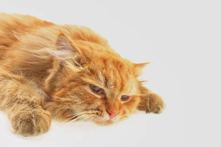 photo red cat on white background close upの写真素材