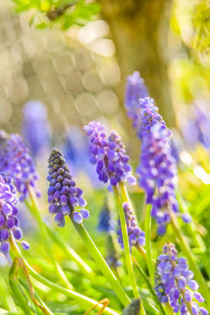 Flower in the sunの写真素材