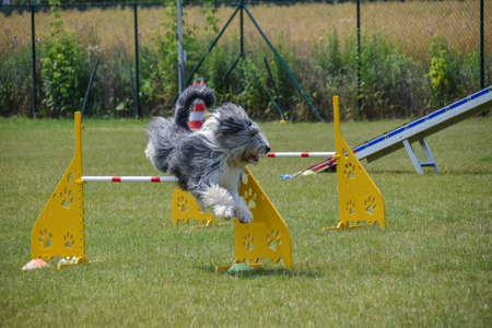 Bearded collie in agility trainingの写真素材