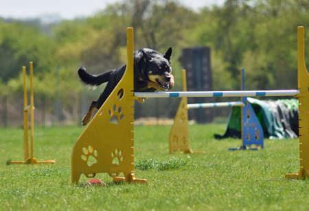 Dog, agility intensive training.の写真素材