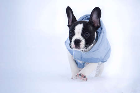 Small french bulldog is running in the snowの写真素材