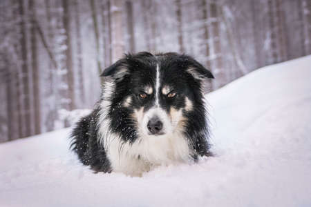 Portrait of Tricolor Border Collie. He is lying in the snowの写真素材