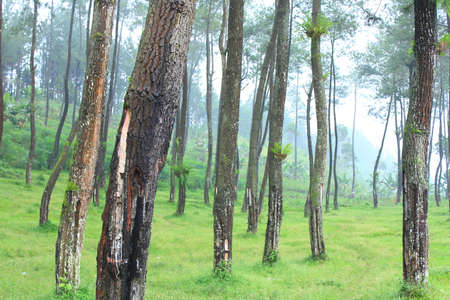 Pine Trees Plantation With Fresh Green Grassの写真素材