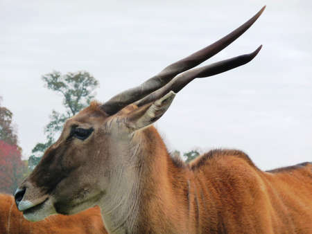Addax in profileの写真素材