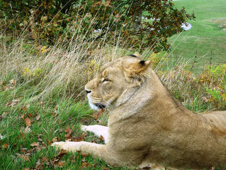 Lioness on look outの写真素材