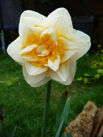 double headed daffodilの写真素材