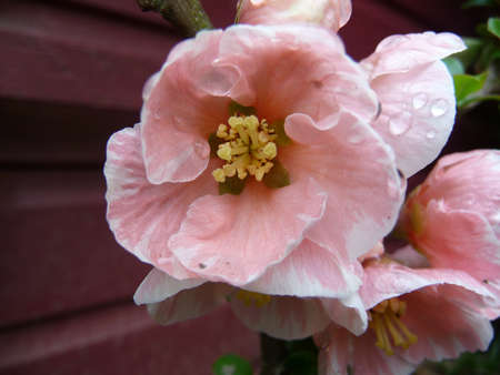 Quince apple flower with raindropsの写真素材