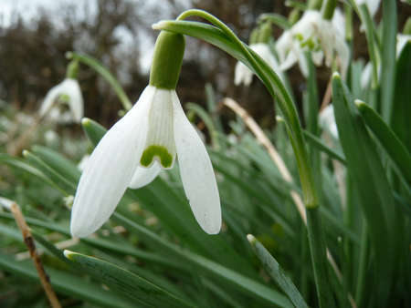 English snowdrop first sign of springの写真素材
