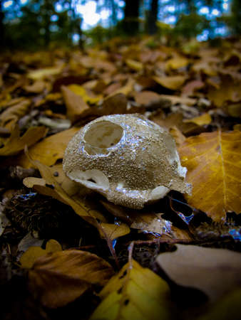 Autumn forest edible mushroomsの写真素材