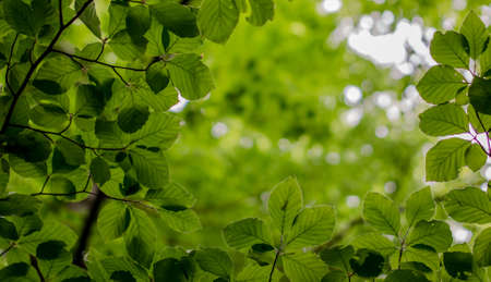 Eco nature, green and blue abstract defocused backgroundの写真素材