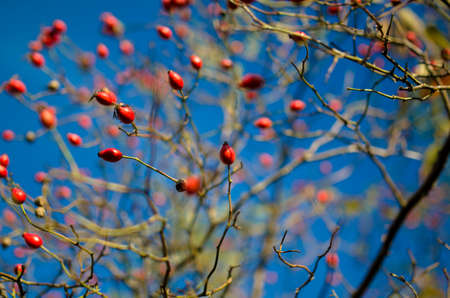 Rose hips from the bushes,Rosehip berries on the twig, natural autumn seasonal backgroundの写真素材