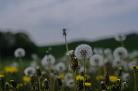Dandelion field,blue sky and sun,yellow flowers.の写真素材