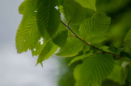 Natural green background,bokeh background,leaves green.