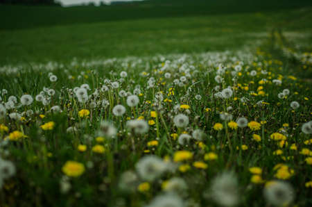 Dandelion field,blue sky and sun,yellow flowers.の写真素材