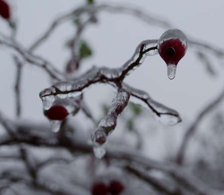 flower covered with snow,Frozen plantの写真素材