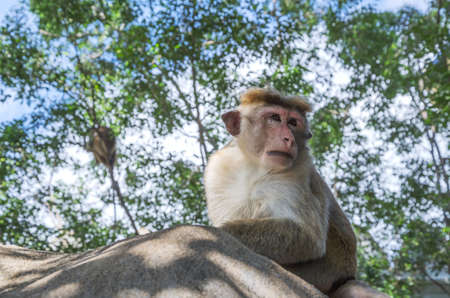 Monkeys in the wild, Macaca Sylvanus, Barbary Macaque.の写真素材