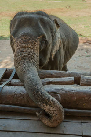 The elephant calf was raised and twisted trunk.の写真素材