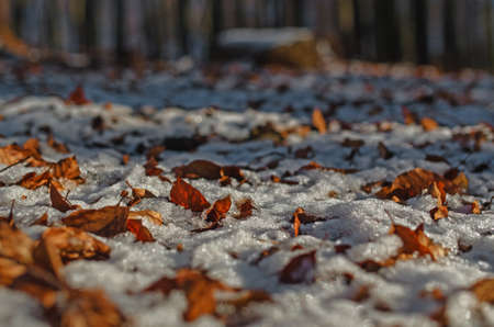 Leaves autumn snow.Background blur.Foliage covered by snow and frost in sun light.の写真素材