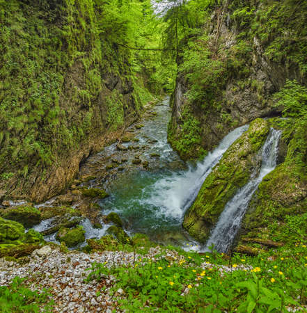 Landscape with a river.Waterfall in Galbenei gorge, Apuseni national park, Romania.River cascade in a forest in Transylvania.Galbena river flowing through a canyon.の写真素材