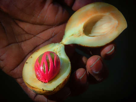 Nutmeg in hand.Sectional view of ripe colorful red nutmeg fruit.Sri Lanka background.の写真素材