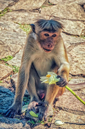 Golden temple in Dambulla monkey.Wild monkeys.Temples in Asia.Buddhist monument in Sri Lanka.Monkey holding a flower.Medieval capital of Ceylon.の写真素材