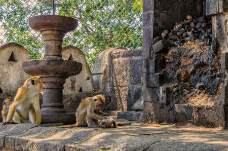 Buddha statue.Buddha image.Temples in Asia.Buddhist monument in Sri Lanka.Golden temple in Dambulla...