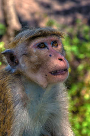 Golden temple in Dambulla monkey.Wild monkeys.Temples in Asia.Buddhist monument in Sri Lanka.Monkey...