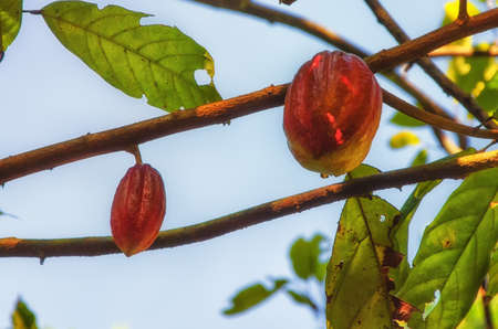 Cacao fruit on a tree.Tropical garden in Sri Lanka Cocoa pods on tree.の写真素材
