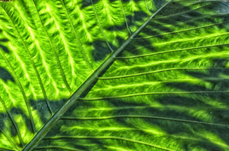 Leaf tropical plants detail.Lines and textures of Green.Tropical leaf.Green leaves.