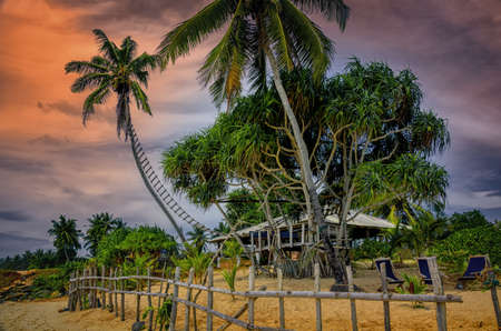 Palm and tropical beach.Tropical beach in Sri Lanka.Sunset on the beach.Summer cottage beach.Tropical Holiday Banner.の写真素材