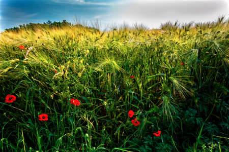 Poppies in the wheat field.Ripening grain in the field.の写真素材
