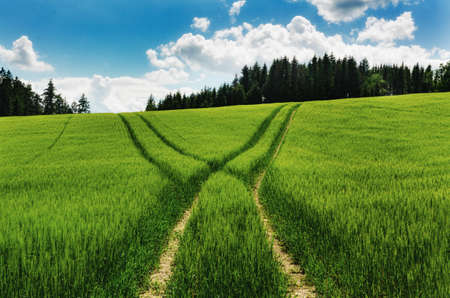 Landscape with grain road.Ripening grain in the field.