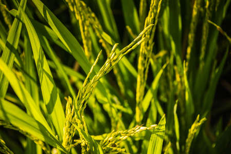 beautiful rice fields