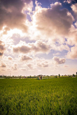 beautiful rice fieldsの写真素材